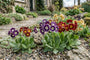 Sleutelbloem - Primula pubescens