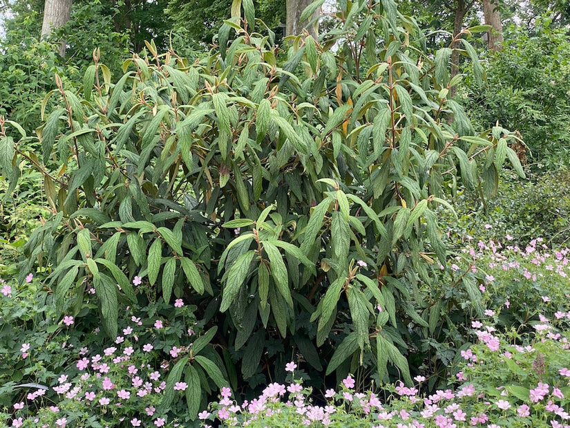 Sneeuwbal - Viburnum Rhytidophyllum