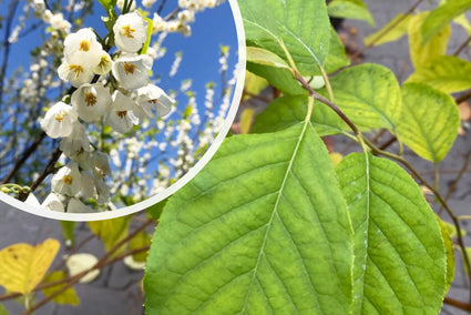 Sneeuwklokjesboom - Halesia carolina