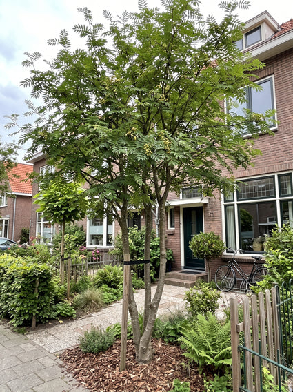 Tammer Lijsterbes (Meerstammig) - Sorbus domestica