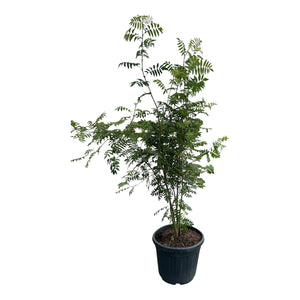 Hoogte: 150-175cm Potmaat: C10