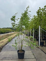 Wilde Lijsterbes - Sorbus aucuparia (Gewone Lijsterbes)