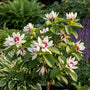 Specerijstruik - Calycanthus 'Venus'