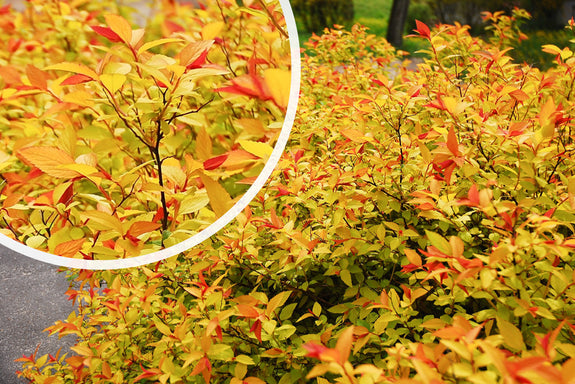 Japanse spirea (Geelgroen blad, Paarsroze bloemen) - Spiraea japonica 'Firelight'