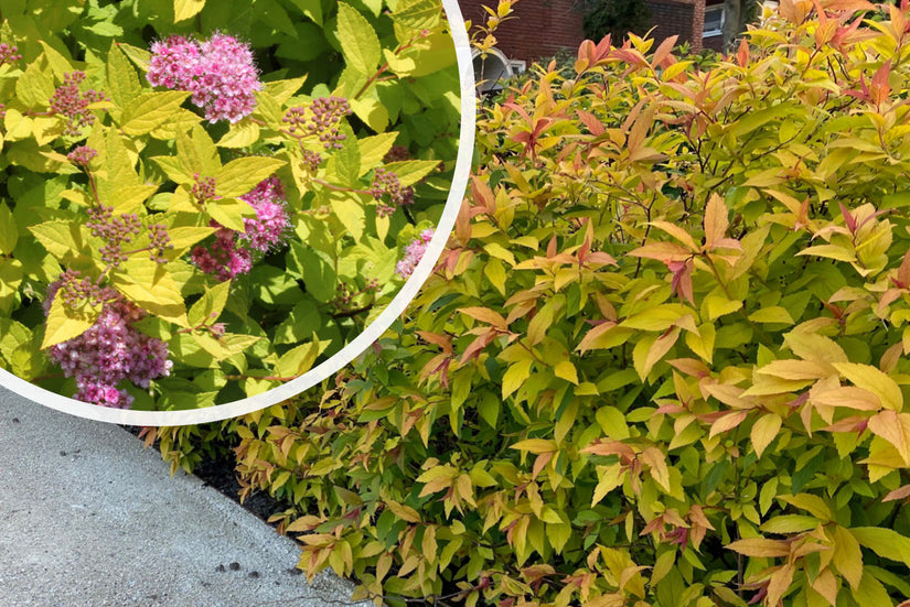 Struikspirea (Goudgeel blad, Paarsroze bloemen) - Spiraea japonica 'Goldflame'