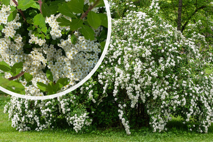 Spierstruik - Spiraea nipponica 'June Bride' TIP