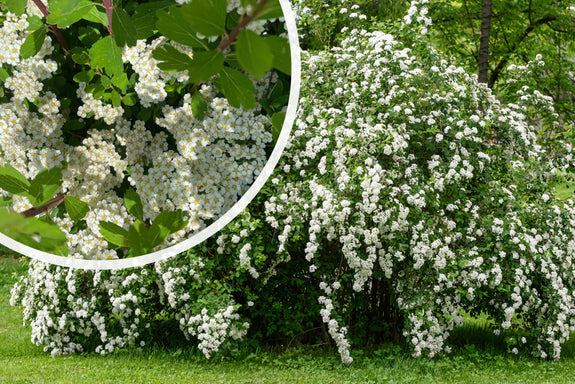 Spierstruik - Spiraea nipponica 'June Bride'