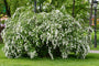 Spierstruik - Spiraea nipponica 'June Bride' TIP