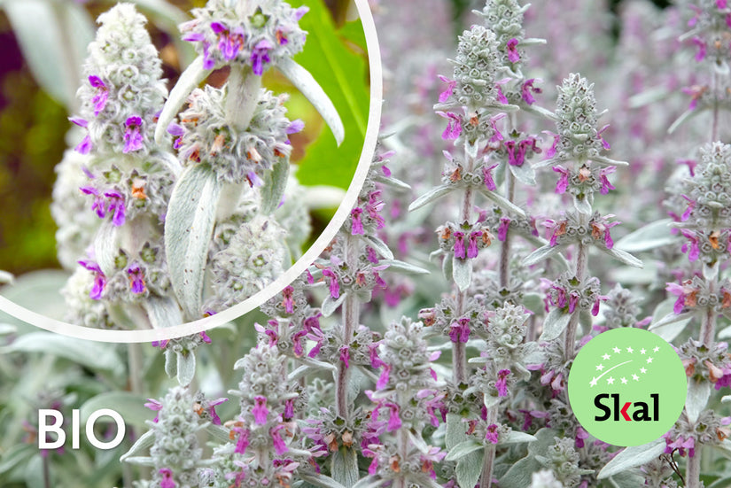 Biologisch Ezelsoor - Stachys byzantina