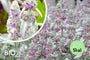 Biologisch Ezelsoor - Stachys byzantina