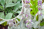 Ezelsoren - Stachys byzantina 'Big Ears'