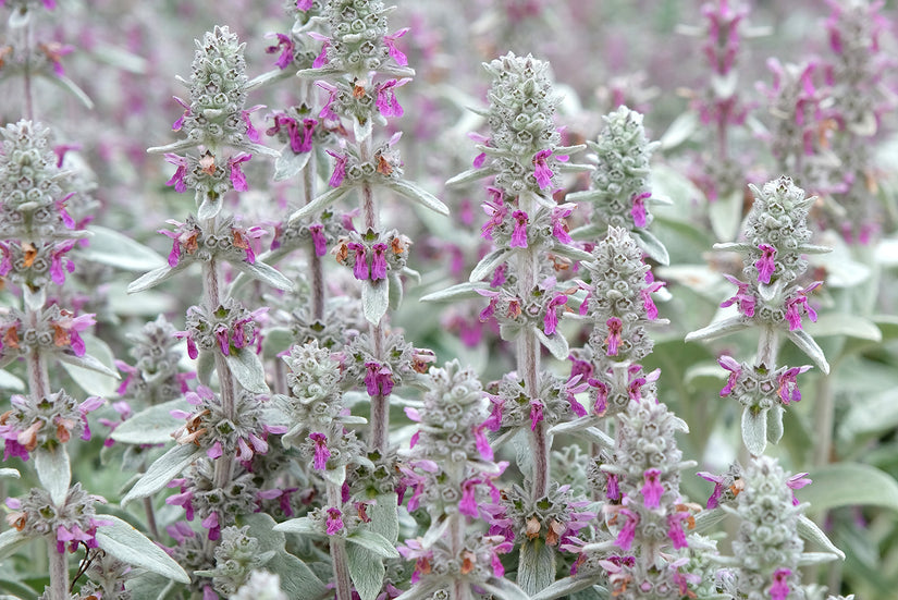 Biologisch Ezelsoren - Stachys byzantina 'Big Ears'