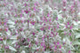 Biologisch Ezelsoren - Stachys byzantina 'Big Ears'