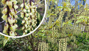 Staartaar struik   Stachyurus praecox