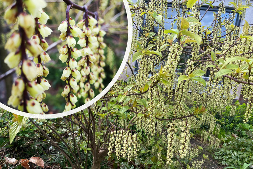 Staartaar struik - Stachyurus praecox