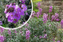 Steenraket - Erysimum linifolium 'Bowles Mauve'