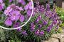 Steenraket - Erysimum linifolium 'Bowles me Away'