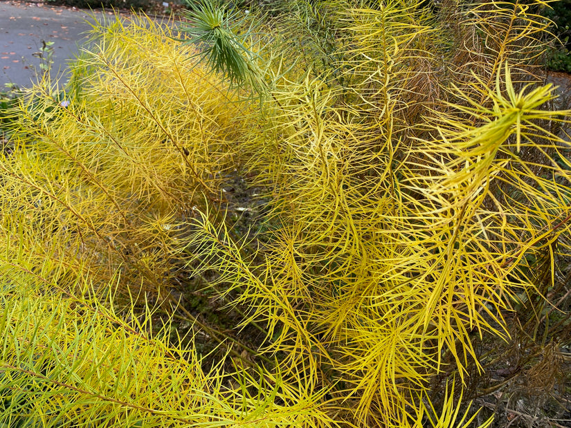 Stermaagdenpalm Amsonia hubrichtii in de herfst