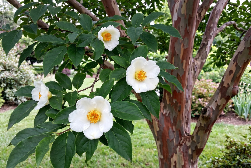 Schijncamelia - Stewartia pseudocamellia