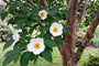 Schijncamelia - Stewartia pseudocamellia