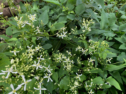 Stijve clematis - Clematis recta