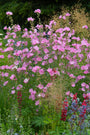 Biologisch Struikmalva - Lavatera 'Rosea'