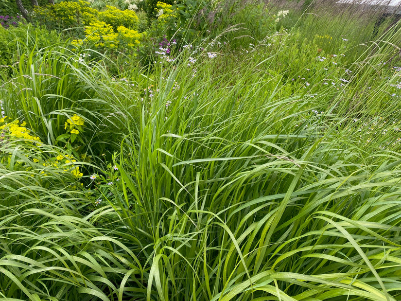 Struisriet - Calamagrostis x acutiflora 'Karl Foerster' TIP