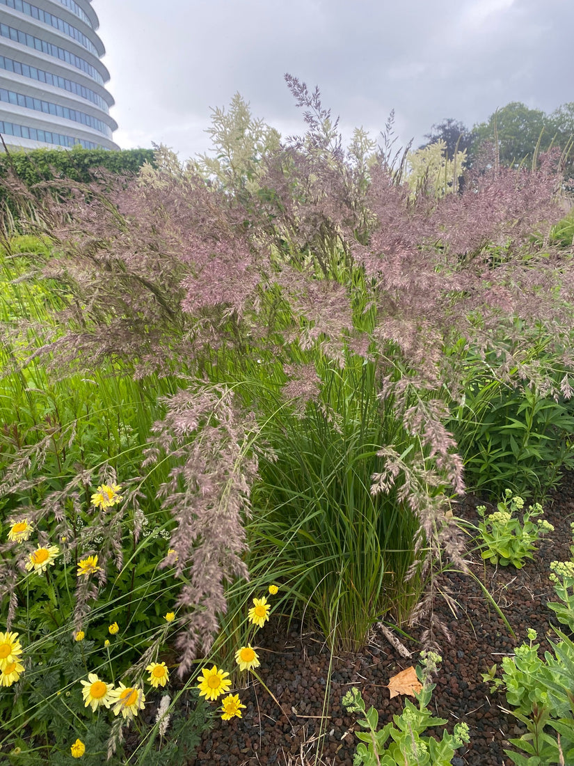 Struisriet - Calamagrostis x acutiflora 'Overdam'