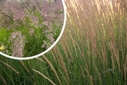 Struisriet - Calamagrostis x acutiflora 'Overdam'