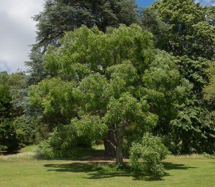 Japanse Honingboom - Styphnolobium Japonicum / Sophora japonica hoogstam boom 300-350 cm