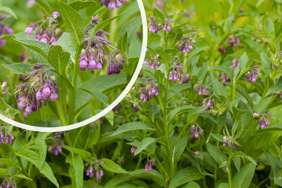 Gewone smeerwortel - Symphytum officinale