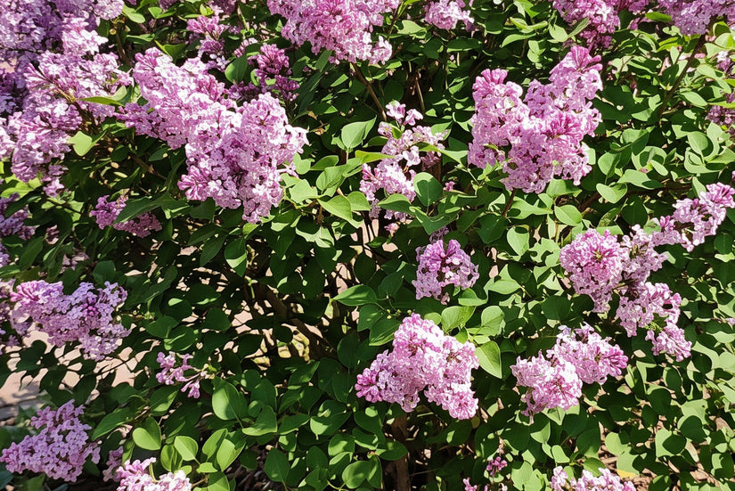 Dwergsering struikvorm - Syringa 'Josee'