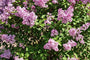 Dwergsering struikvorm - Syringa 'Josee'