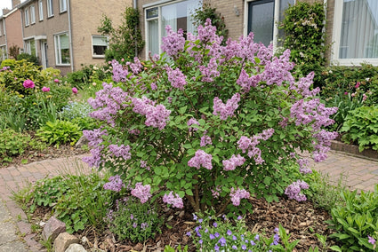 Dwergsering struikvorm - Syringa 'Josee'