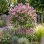 Dwergsering - Syringa 'Tinkerbelle'