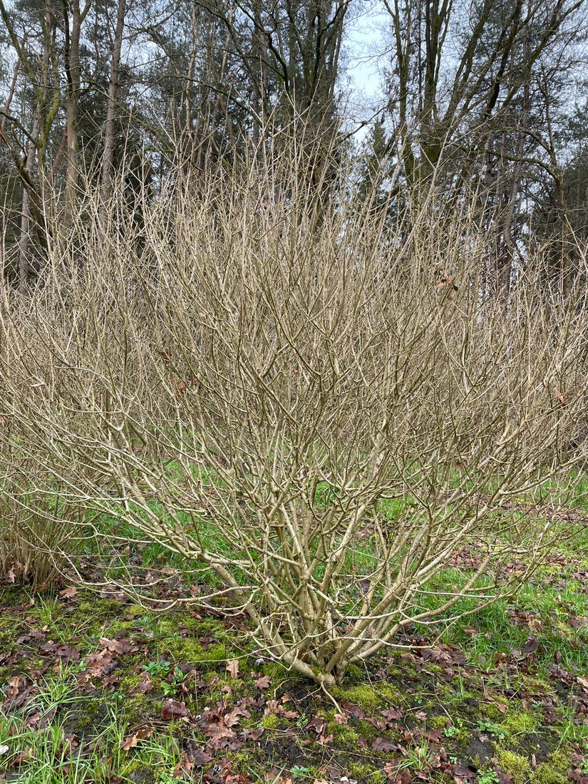 syringa meyeri palibin heester in de winter