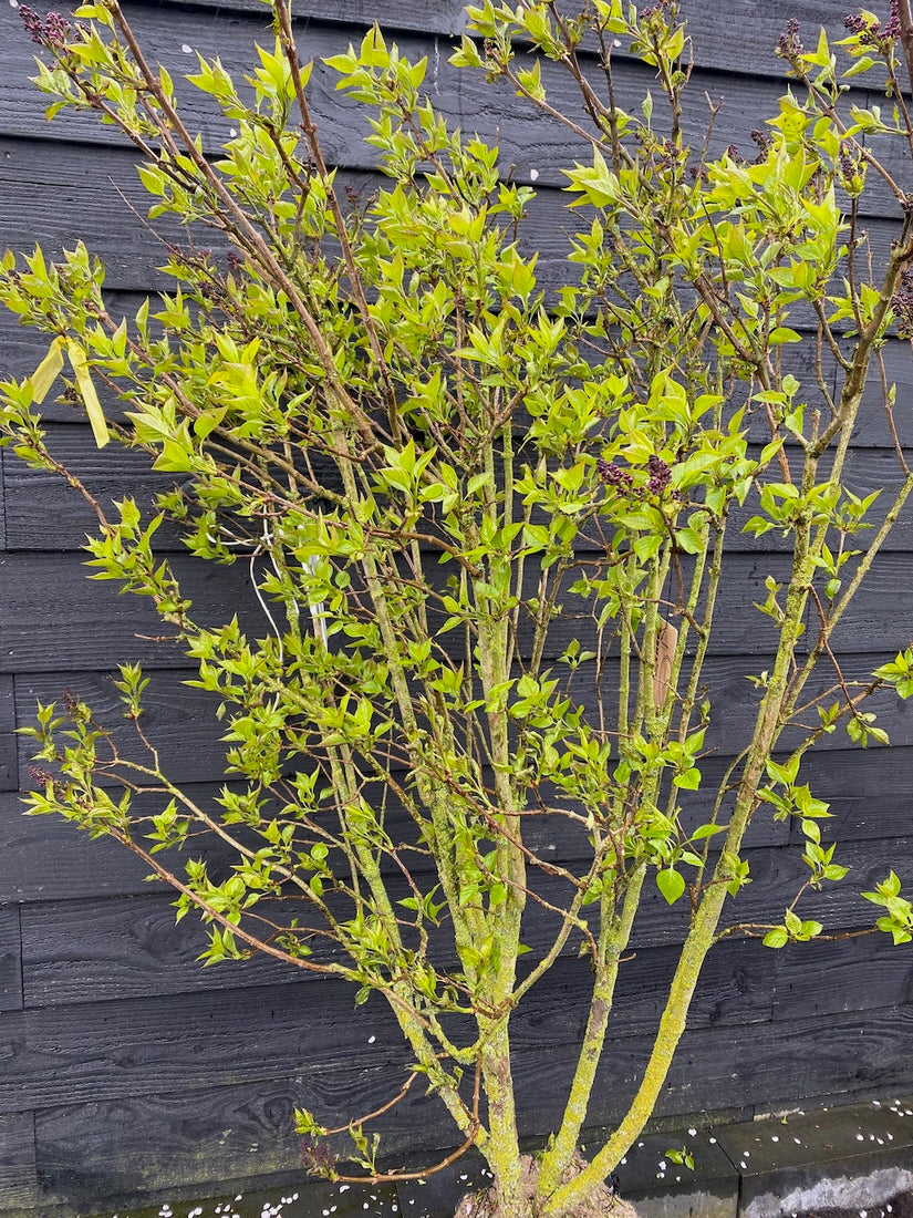 Sering - Syringa vulgaris 'Andenken an Ludwig Späth'