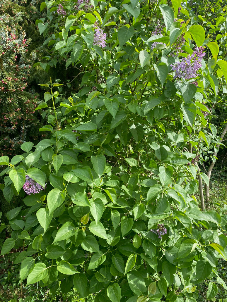 Syringa vulgaris, Gewone sering struiken kopen & combineren
