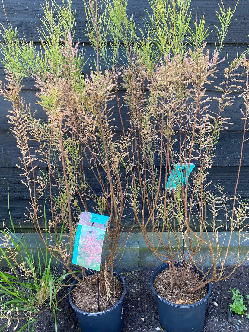 Tamarisk - Tamarix tetrandra