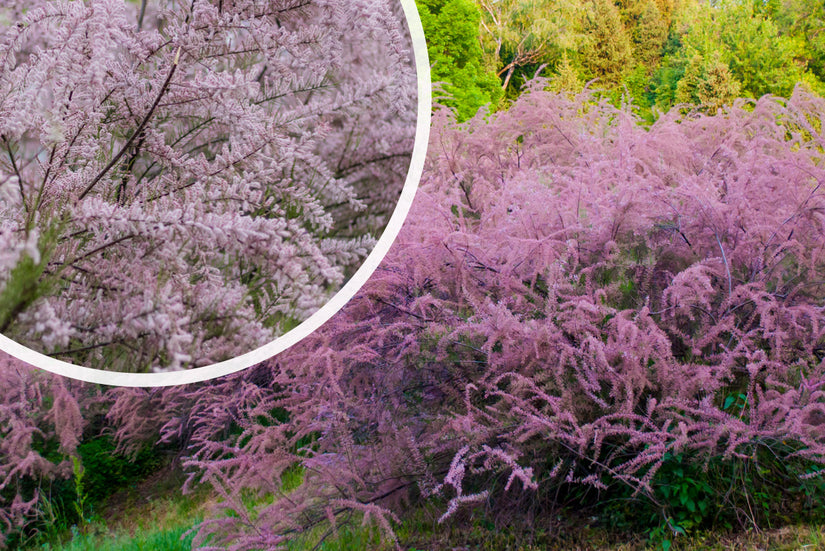 Tamarisk - Tamarix tetrandra