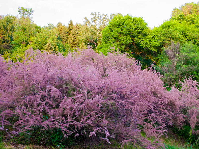 Tamarisk - Tamarix tetrandra