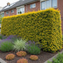 Gele Taxus - Taxus baccata 'Fastigiata Aurea' (Zuilvorm)