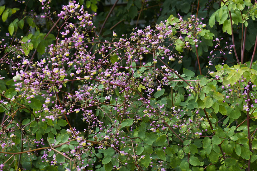 Biologisch Ruit - Thalictrum delavayi