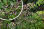 Chinese ruit - Thalictrum delavayi