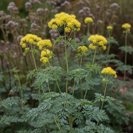 Poelruit - Thalictrum flavum subsp. glaucum