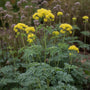 Poelruit - Thalictrum flavum subsp. glaucum
