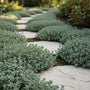 Kruiptijm - Thymus praecox 'Pseudolanuginosus'