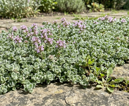 Biologische Wollige tijm - Thymus praecox 'Pseudolanuginosus'