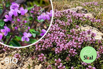 Biologisch Kleine tijm - Thymus serpyllum