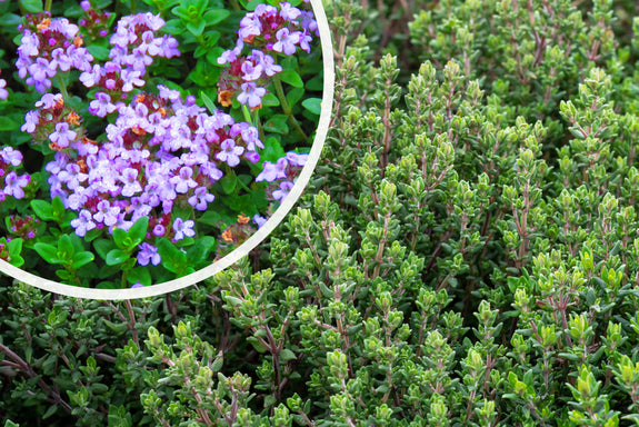 Echte tijm (Eetbare plant) - Thymus vulgaris (ook per/m2)